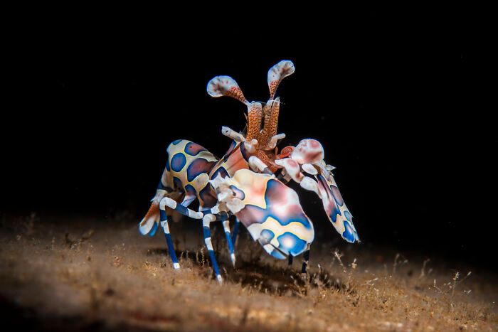 O mundo subaquático através das lentes de Daniel Sly (30 fotos) 2