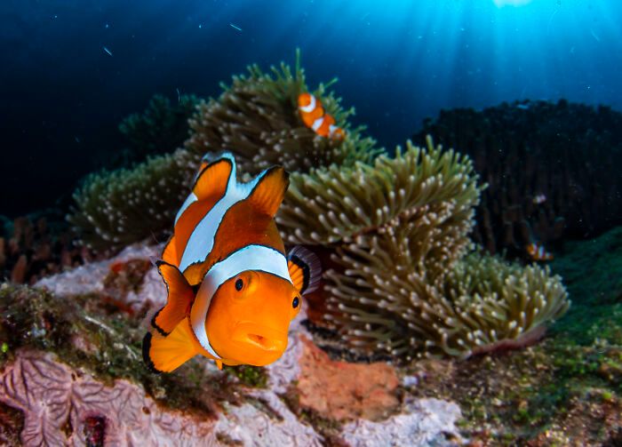 O mundo subaquático através das lentes de Daniel Sly (30 fotos) 6