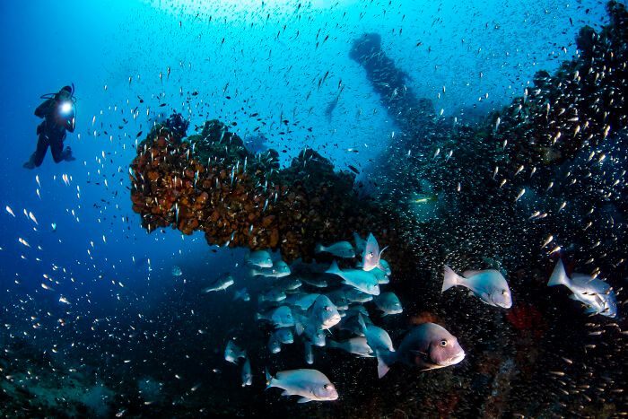 O mundo subaquático através das lentes de Daniel Sly (30 fotos) 9