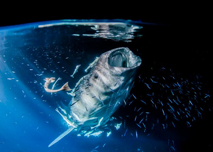O mundo subaquático através das lentes de Daniel Sly (30 fotos) 20