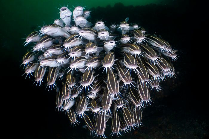 O mundo subaquático através das lentes de Daniel Sly (30 fotos) 23