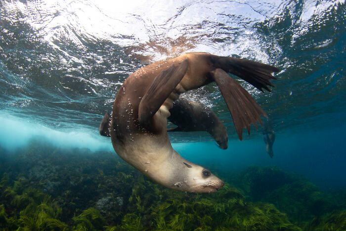 O mundo subaquático através das lentes de Daniel Sly (30 fotos) 28