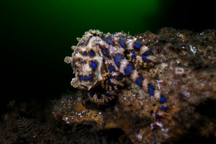 O mundo subaquático através das lentes de Daniel Sly (30 fotos) 30