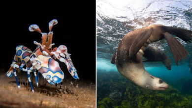 O mundo subaquático através das lentes de Daniel Sly (30 fotos) 10