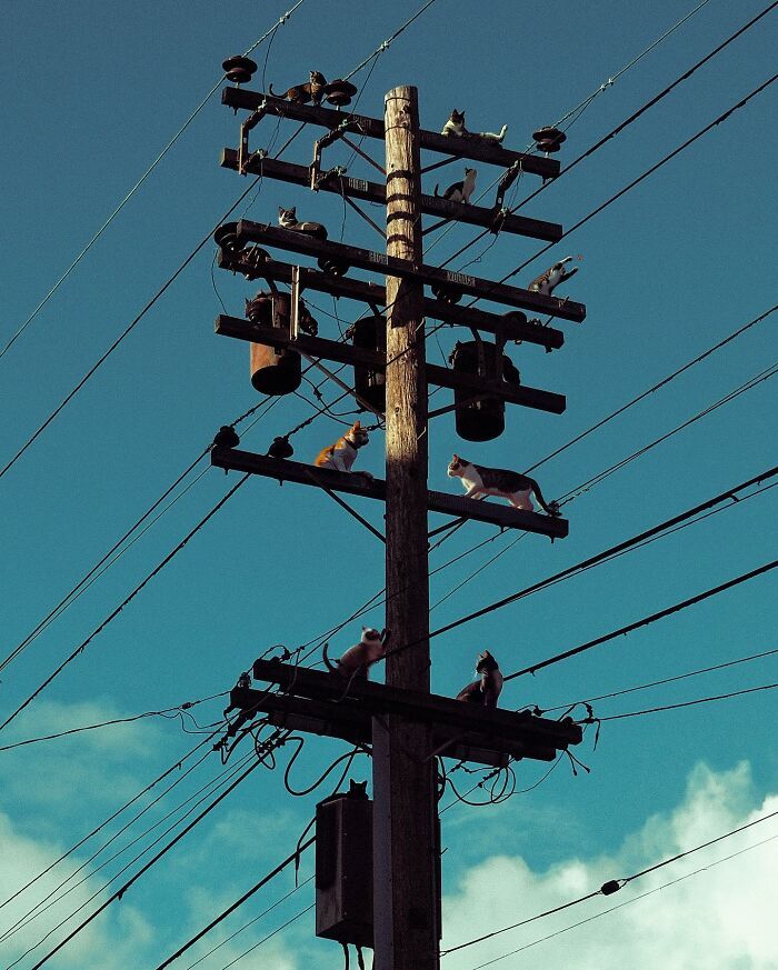 Ted Chin: O artista digital que transforma sonhos em realidade (25 fotos) 17