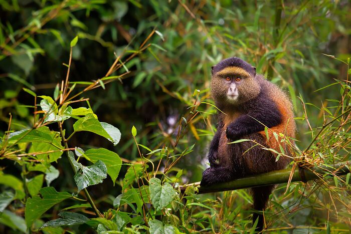 Casal viaja o mundo com filhos para fotografar animais selvagens e promover a preservação da natureza (30 fotos) 2