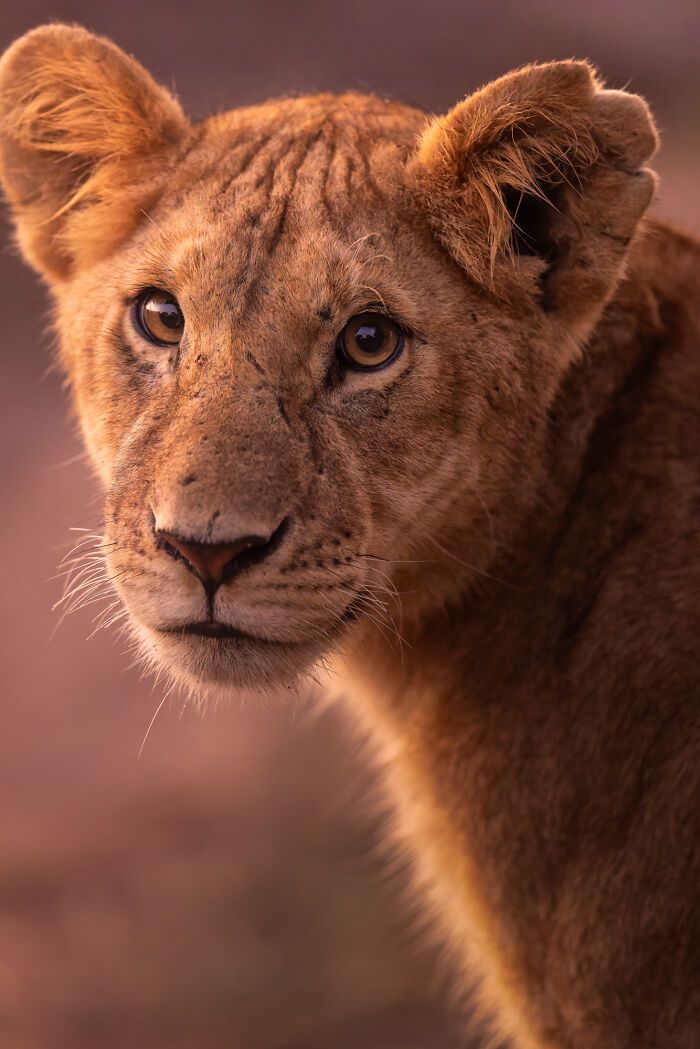 Casal viaja o mundo com filhos para fotografar animais selvagens e promover a preservação da natureza (30 fotos) 15