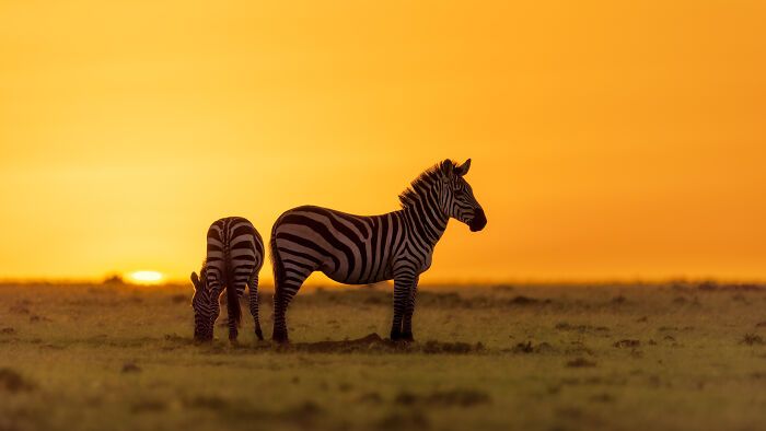 Casal viaja o mundo com filhos para fotografar animais selvagens e promover a preservação da natureza (30 fotos) 16