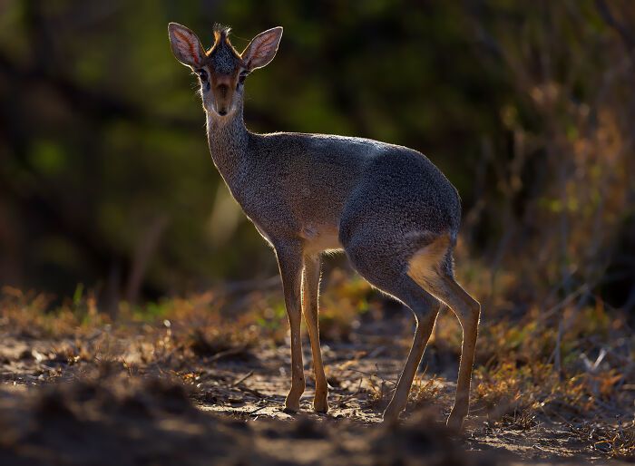 Casal viaja o mundo com filhos para fotografar animais selvagens e promover a preservação da natureza (30 fotos) 22