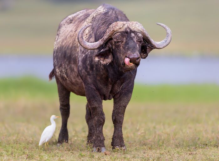 Casal viaja o mundo com filhos para fotografar animais selvagens e promover a preservação da natureza (30 fotos) 25