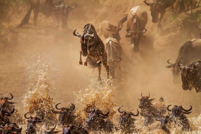 Casal viaja o mundo com filhos para fotografar animais selvagens e promover a preservação da natureza (30 fotos) 30