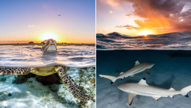 Jordan Robins: O fotógrafo que conecta dois mundos em uma só imagem (42 fotos) 50