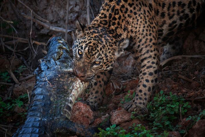 Kat Zhou: A fotógrafa que revela os segredos do mundo subaquático e da vida selvagem (30 fotos) 6