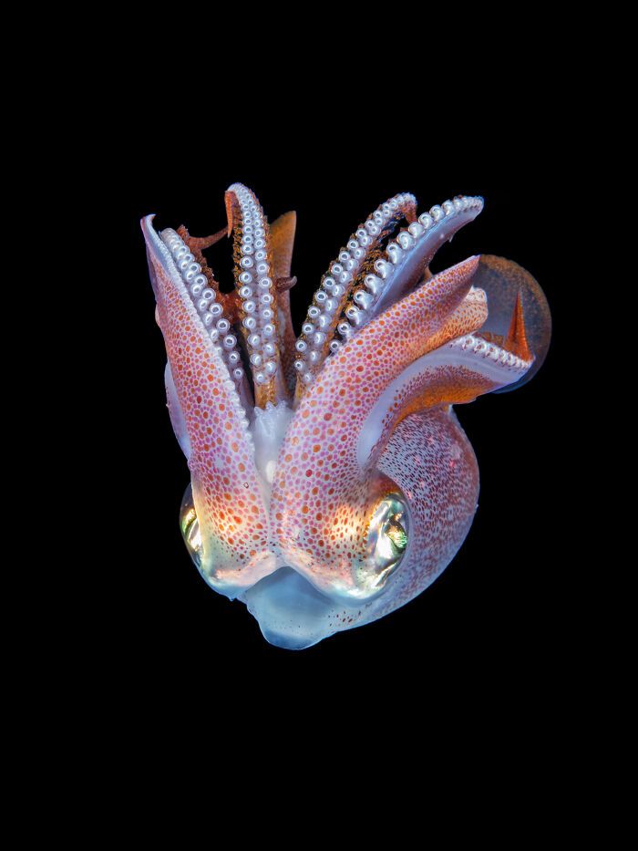 Kat Zhou: A fotógrafa que revela os segredos do mundo subaquático e da vida selvagem (30 fotos) 8