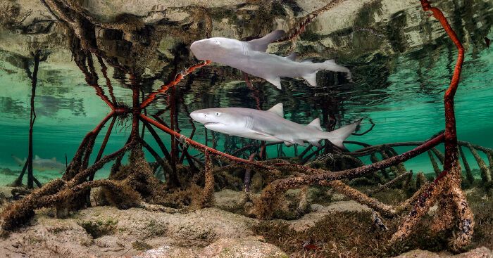 Kat Zhou: A fotógrafa que revela os segredos do mundo subaquático e da vida selvagem (30 fotos) 20