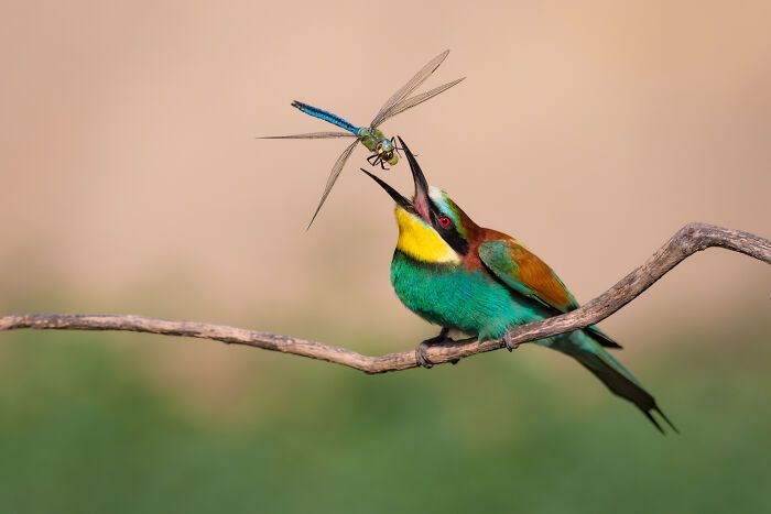 Kat Zhou: A fotógrafa que revela os segredos do mundo subaquático e da vida selvagem (30 fotos) 25