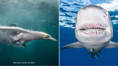 Kat Zhou: A fotógrafa que revela os segredos do mundo subaquático e da vida selvagem (30 fotos) 12