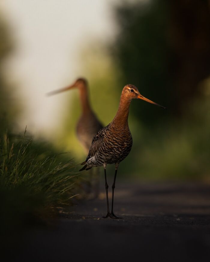 A lente da vida selvagem: O olhar poético de Joren de Jager sobre a natureza (34 fotos) 2