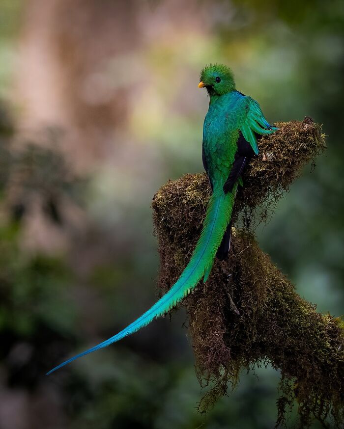 A lente da vida selvagem: O olhar poético de Joren de Jager sobre a natureza (34 fotos) 3