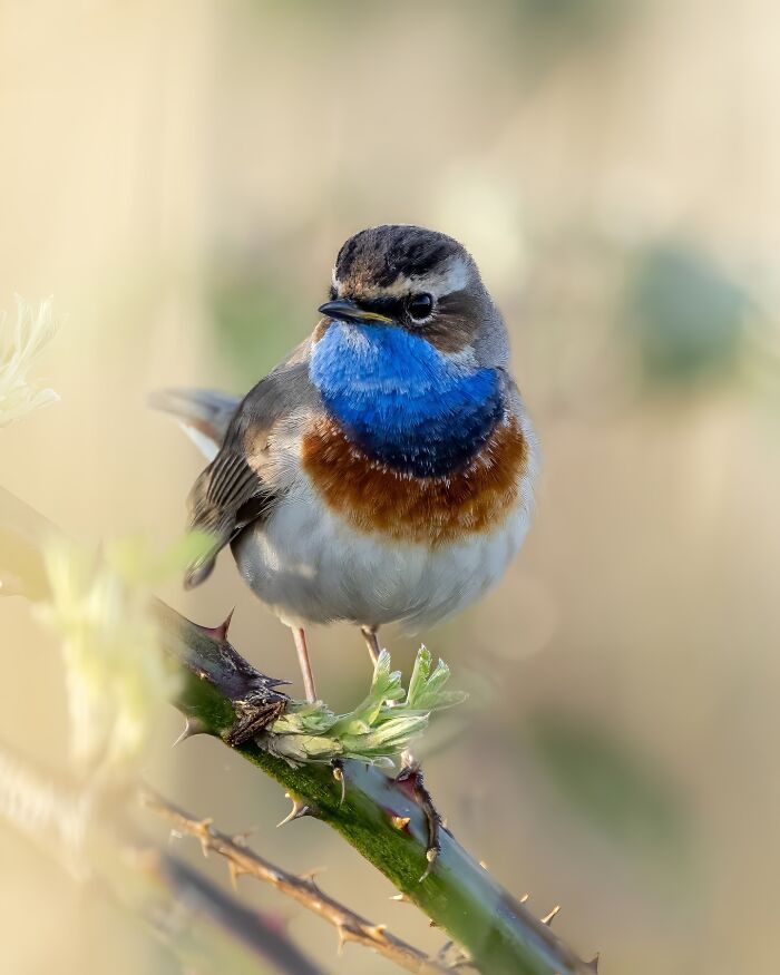 A lente da vida selvagem: O olhar poético de Joren de Jager sobre a natureza (34 fotos) 12