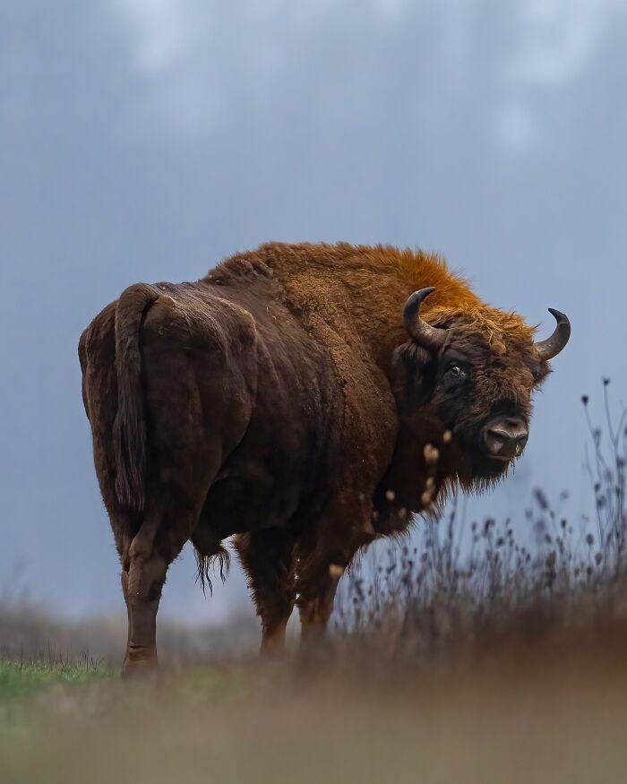 A lente da vida selvagem: O olhar poético de Joren de Jager sobre a natureza (34 fotos) 14