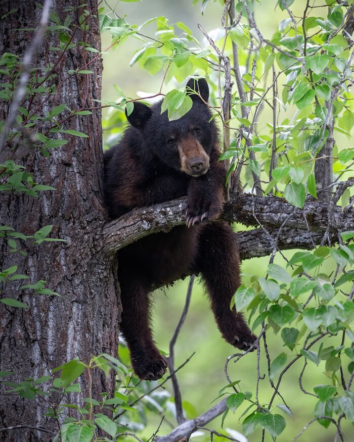 A lente da vida selvagem: O olhar poético de Joren de Jager sobre a natureza (34 fotos) 18