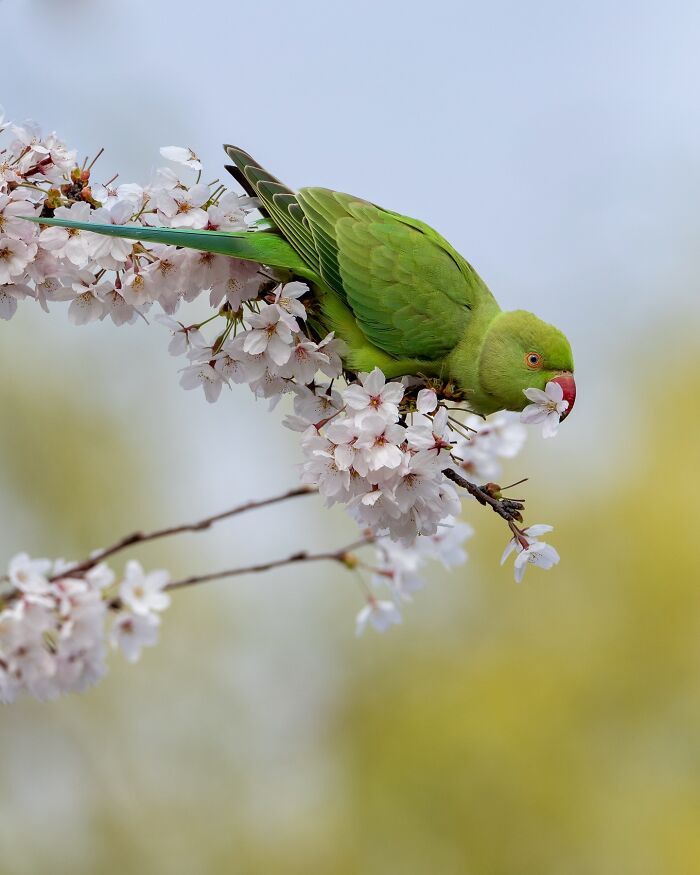 A lente da vida selvagem: O olhar poético de Joren de Jager sobre a natureza (34 fotos) 30