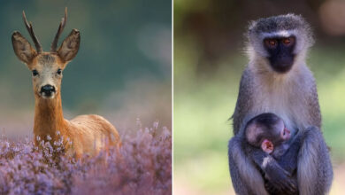 A lente da vida selvagem: O olhar poético de Joren de Jager sobre a natureza (34 fotos) 6