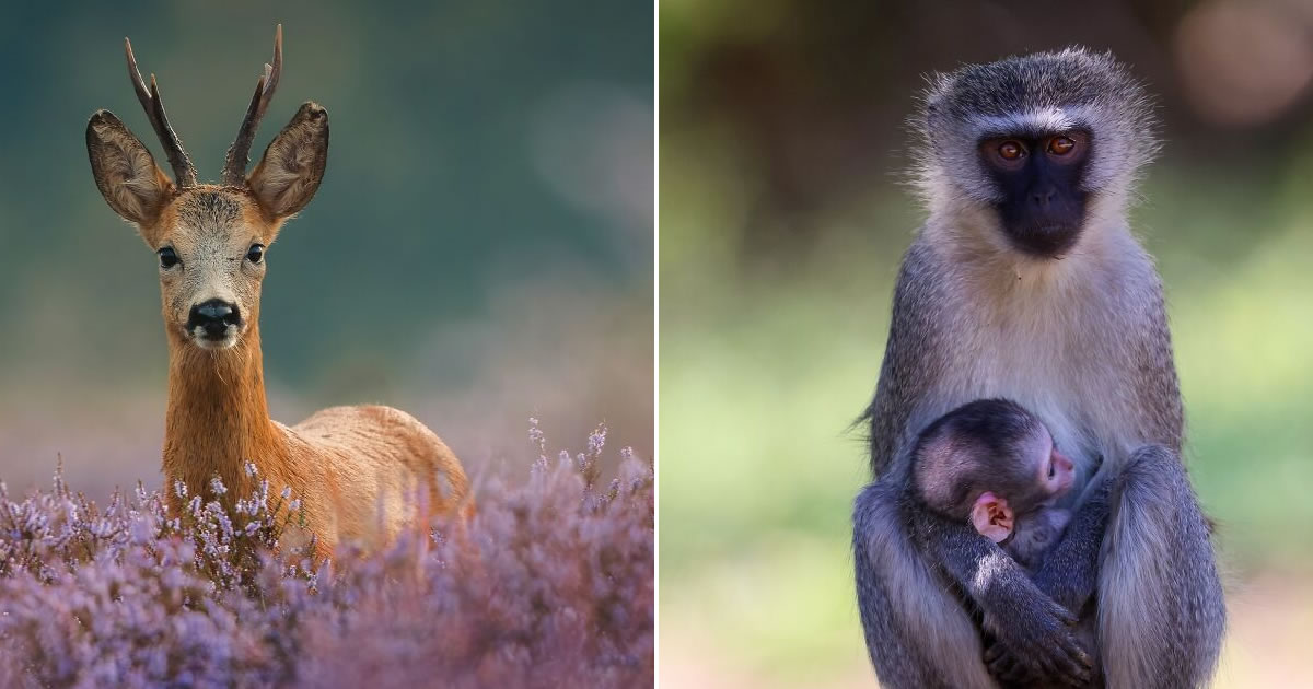 A lente da vida selvagem: O olhar poético de Joren de Jager sobre a natureza (34 fotos)