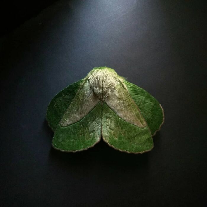 Esculturas bordadas de borboletas: A arte hipnotizante de Yumi Okita (35 fotos) 26