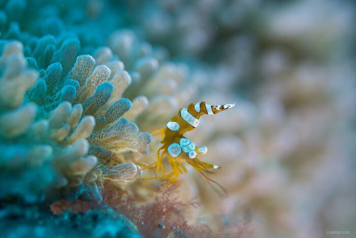 Karim Iliya: Mergulhando no mundo encantado da vida marinha (30 fotos) 4