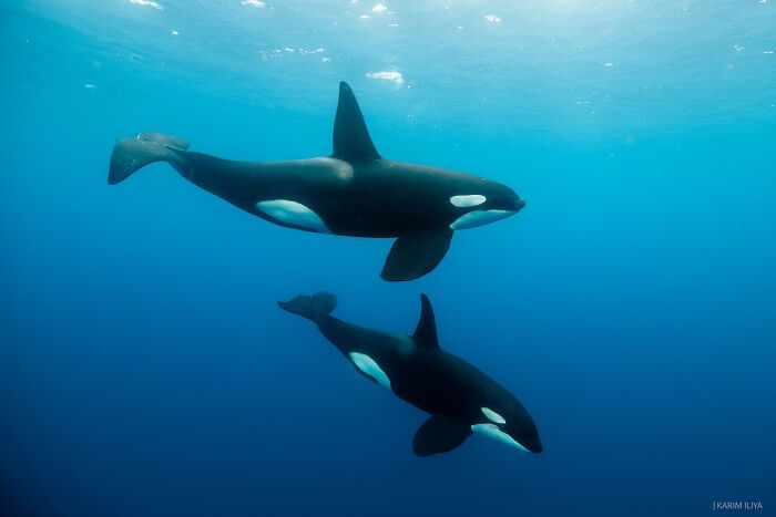 Karim Iliya: Mergulhando no mundo encantado da vida marinha (30 fotos) 13