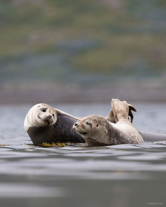 Karim Iliya: Mergulhando no mundo encantado da vida marinha (30 fotos) 18