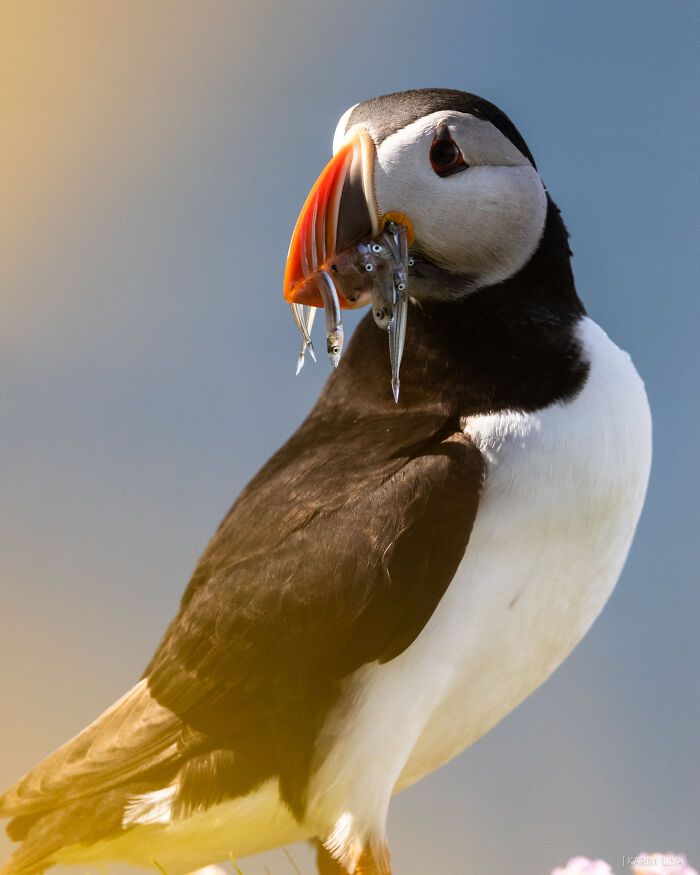 Karim Iliya: Mergulhando no mundo encantado da vida marinha (30 fotos) 28