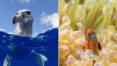 Karim Iliya: Mergulhando no mundo encantado da vida marinha (30 fotos) 24