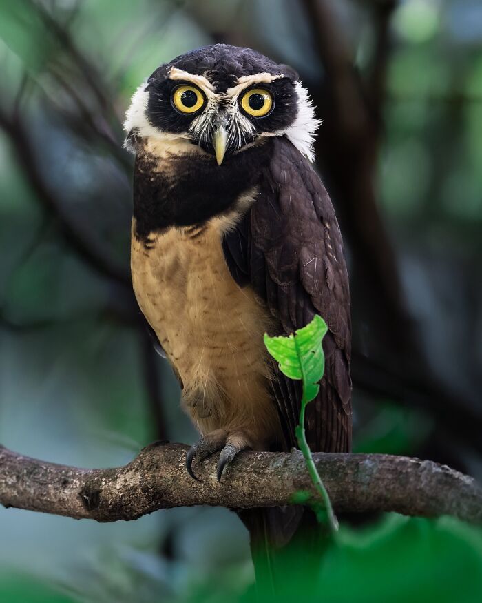 Sasan Amir e o encanto das aves: Um convite para observar a natureza com mais calma (32 fotos) 2