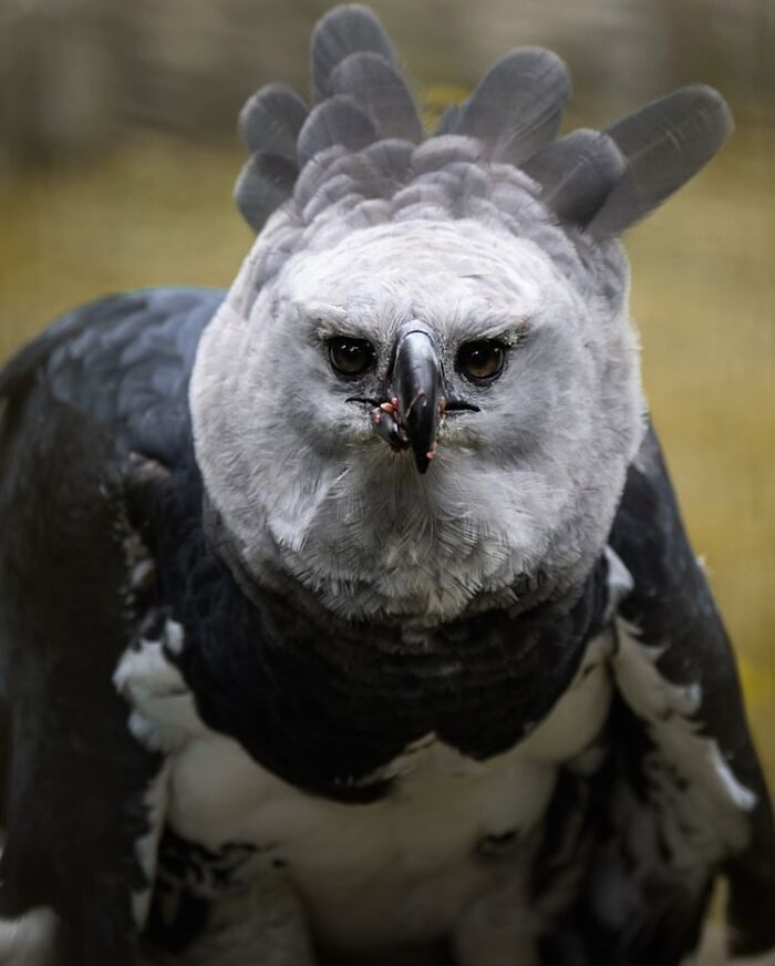 Sasan Amir e o encanto das aves: Um convite para observar a natureza com mais calma (32 fotos) 4