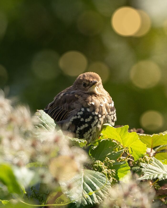 Sasan Amir e o encanto das aves: Um convite para observar a natureza com mais calma (32 fotos) 10