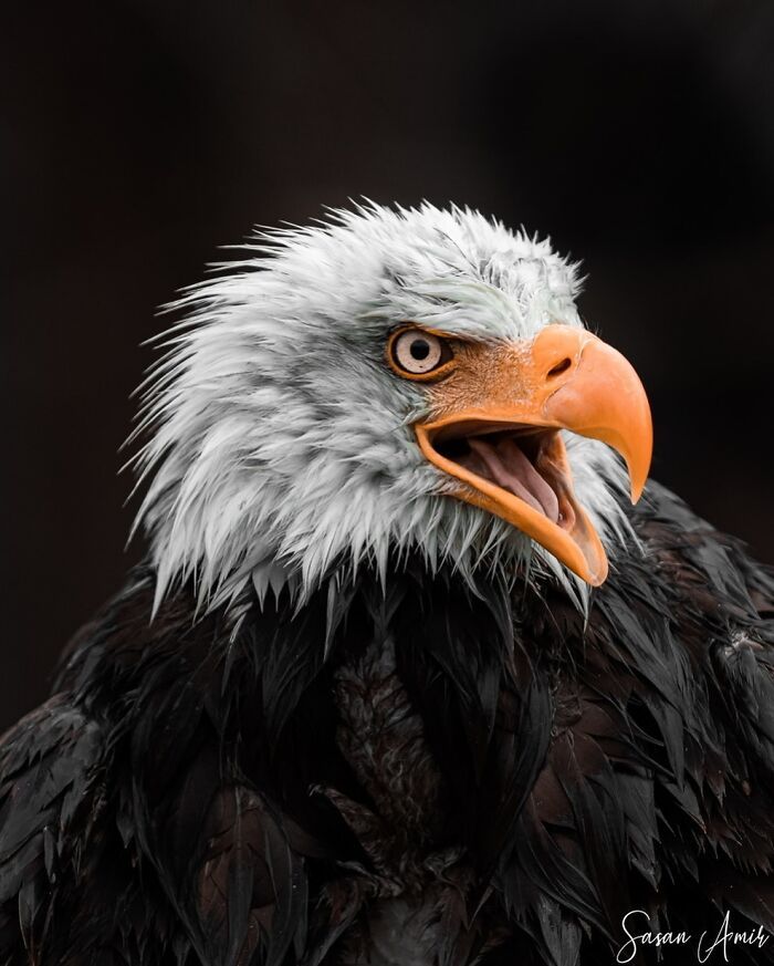 Sasan Amir e o encanto das aves: Um convite para observar a natureza com mais calma (32 fotos) 11