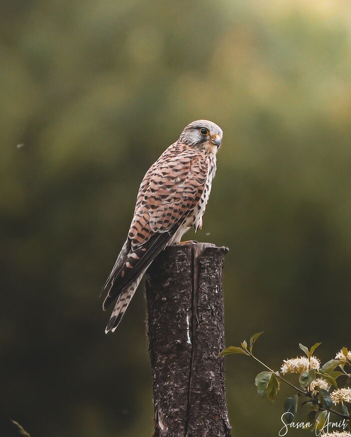 Sasan Amir e o encanto das aves: Um convite para observar a natureza com mais calma (32 fotos) 12