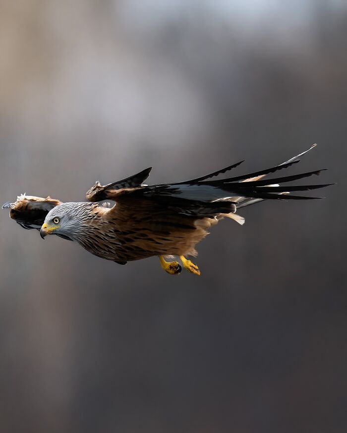 Sasan Amir e o encanto das aves: Um convite para observar a natureza com mais calma (32 fotos) 13
