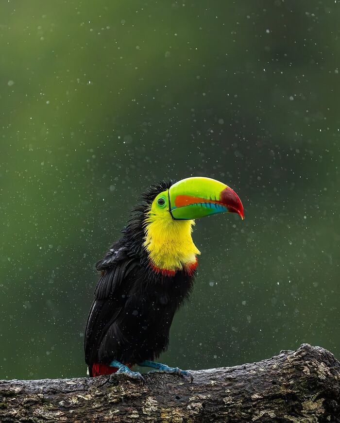 Sasan Amir e o encanto das aves: Um convite para observar a natureza com mais calma (32 fotos) 16