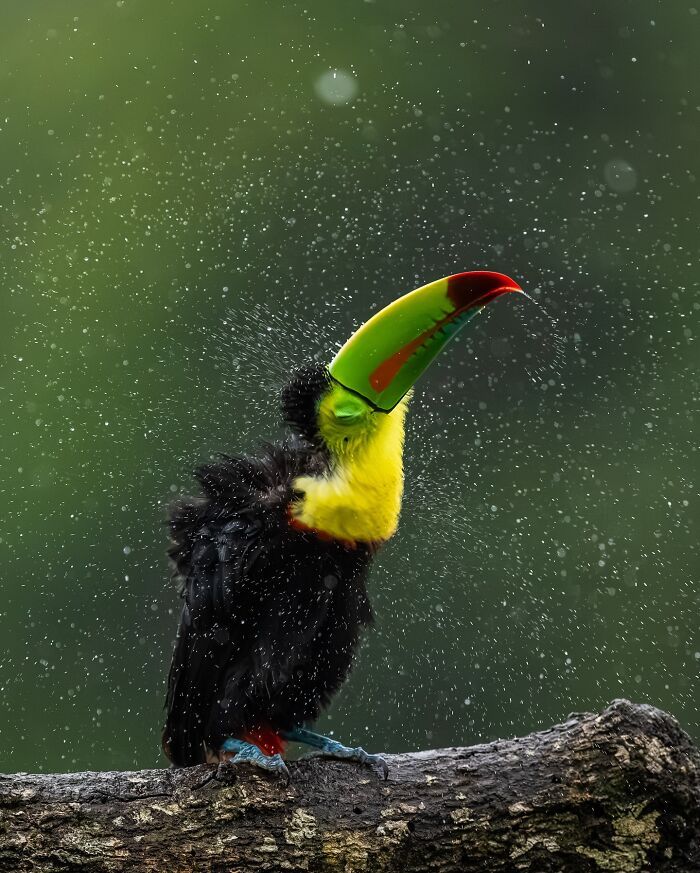 Sasan Amir e o encanto das aves: Um convite para observar a natureza com mais calma (32 fotos) 18