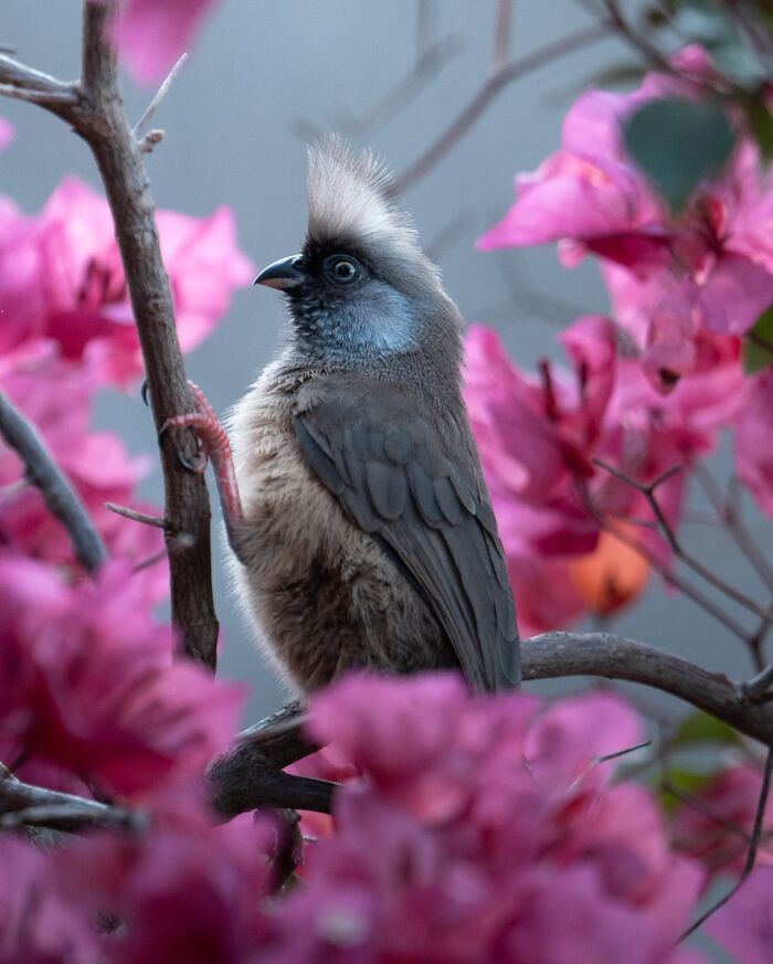 Sasan Amir e o encanto das aves: Um convite para observar a natureza com mais calma (32 fotos) 26