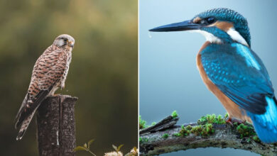 Sasan Amir e o encanto das aves: Um convite para observar a natureza com mais calma (32 fotos) 13