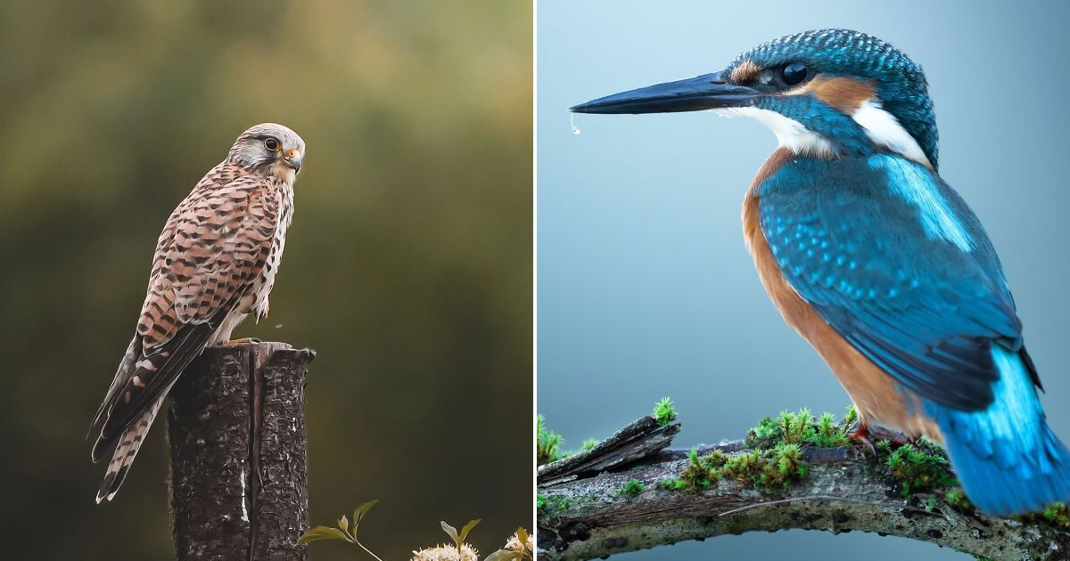 Sasan Amir e o encanto das aves: Um convite para observar a natureza com mais calma (32 fotos)