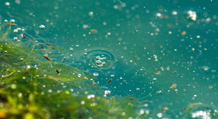 A beleza invisível: 17 fotos macro que revelam o encanto escondido da natureza 2