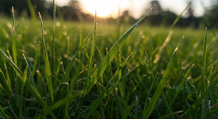 A beleza invisível: 17 fotos macro que revelam o encanto escondido da natureza 7