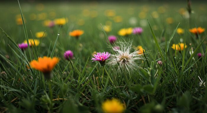 A beleza invisível: 17 fotos macro que revelam o encanto escondido da natureza 8
