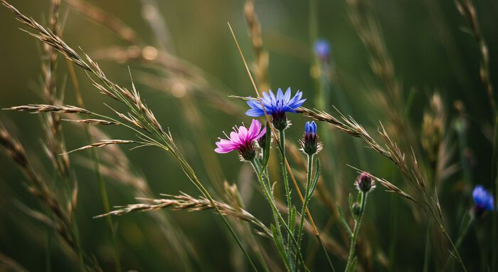 A beleza invisível: 17 fotos macro que revelam o encanto escondido da natureza 9